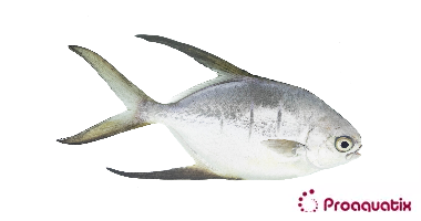 Palometa