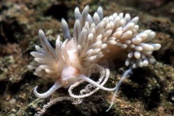 Aiptasia-eating-Nudibranch-380x239 - Proaquatix