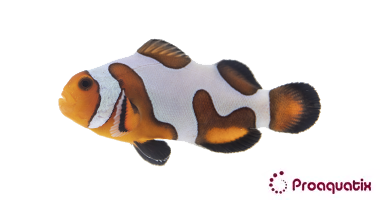 Extreme Mocha Gladiator Clownfish